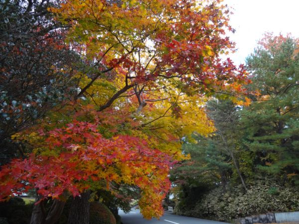 網のブログ-紅葉