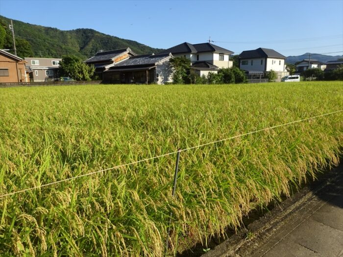 近所の田んぼ